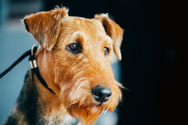 Leadership lessons from puppy school